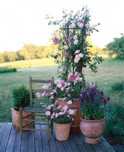 A garden, complete with a climbing rose, grows in just a few containers. 