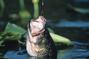 Largemouth bass hooked