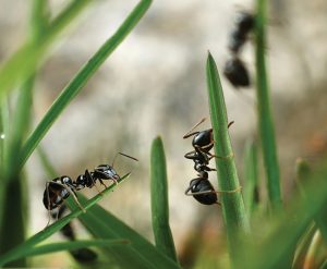 Black ants invasion conquering garden